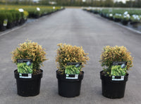 Thuja occidentalis 'Piccadilly'