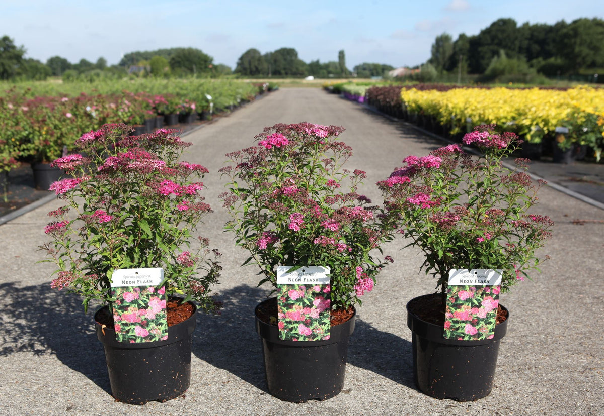 Spiraea japonica 'Neon Flash'
