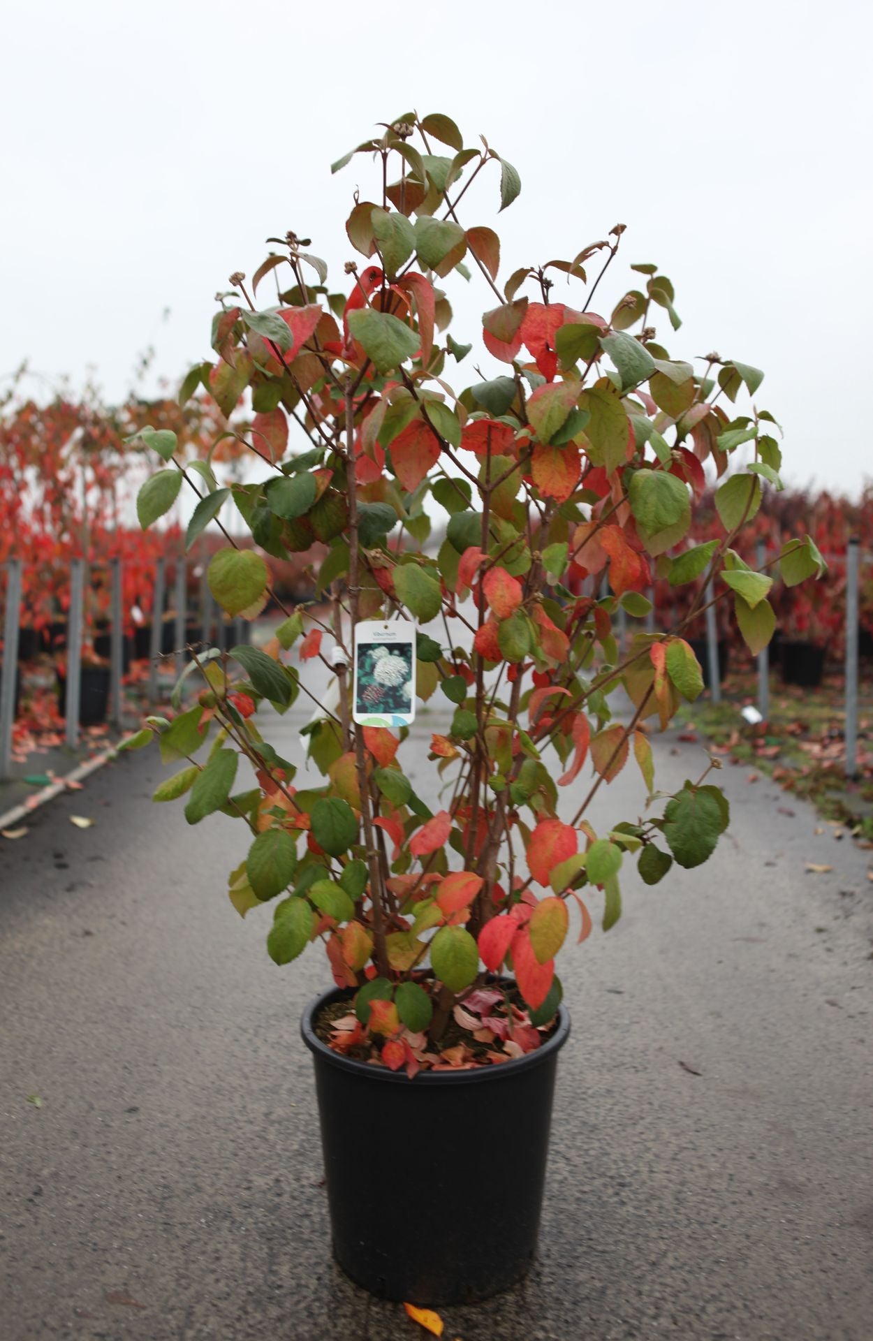 Viburnum carlcephalum