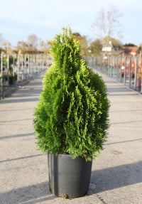 Thuja occidentalis 'Golden Smaragd'