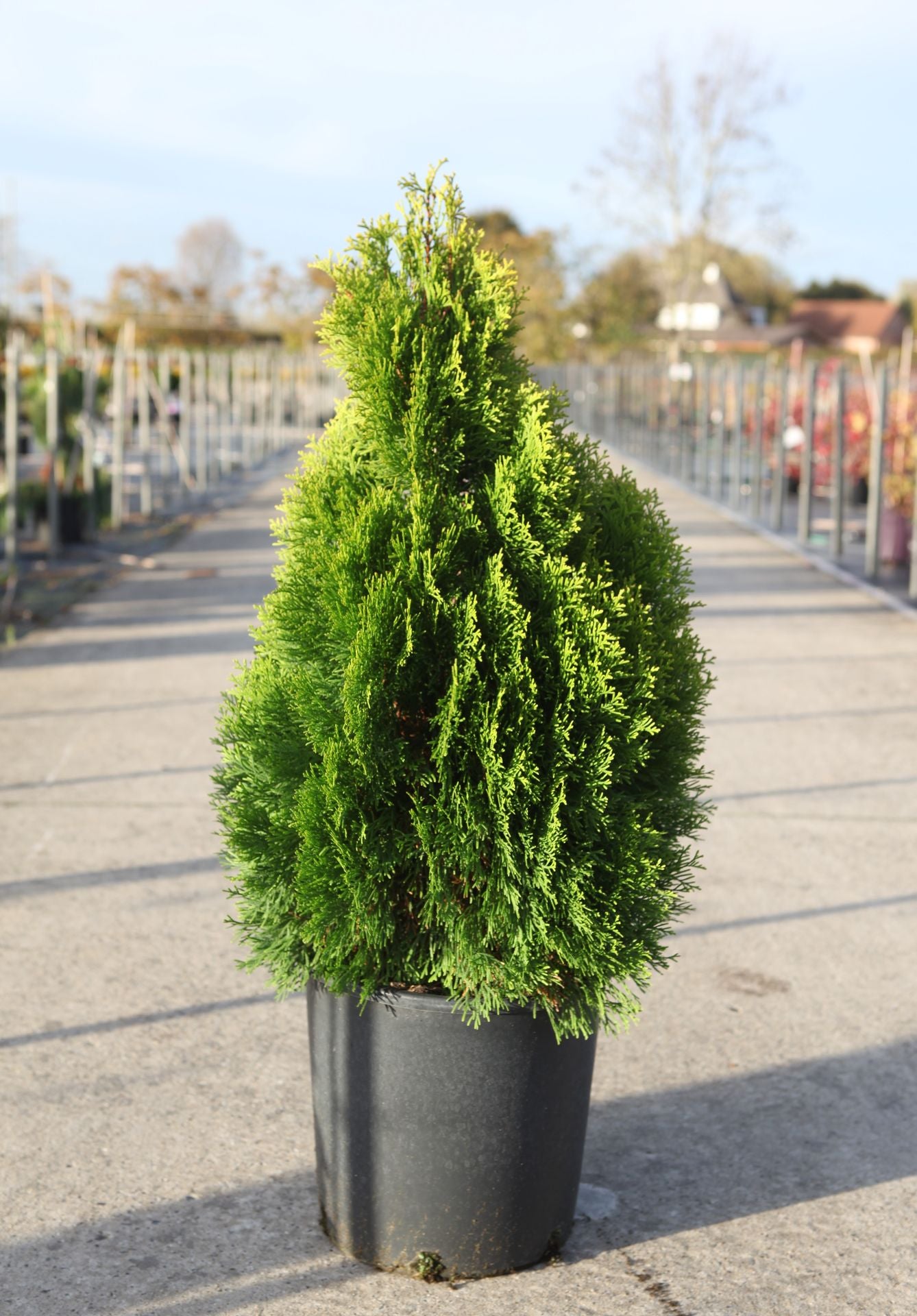 Thuja occidentalis 'Golden Smaragd'