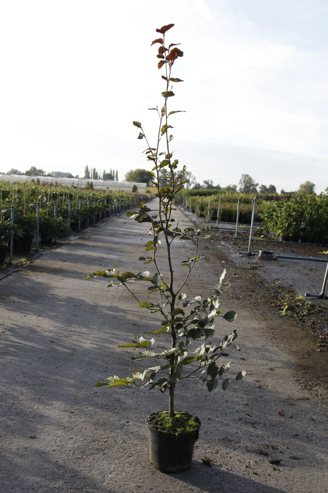 Fagus sylvatica 'Atropunicea'
