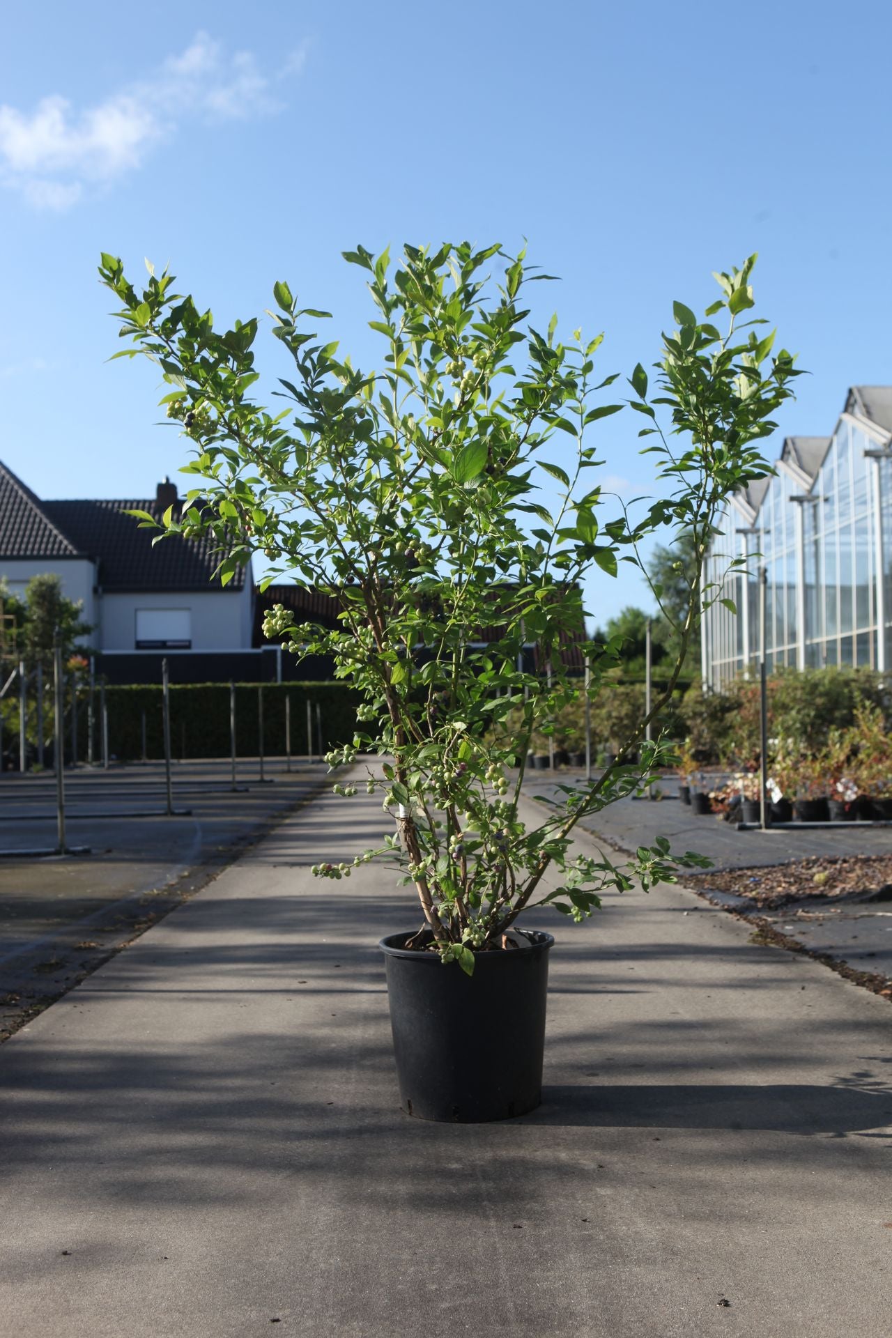 Vaccinium corymbosum 'Goldtraube 71'