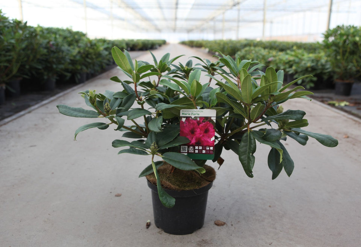 Rhododendron 'Marie Forte'