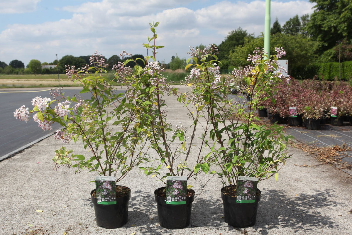 Deutzia hybrida 'Mont Rose'