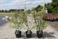 Deutzia hybrida 'Mont Rose'