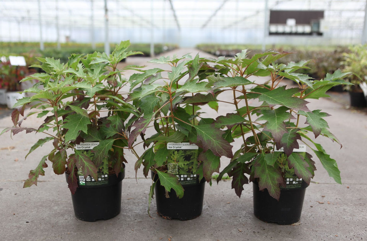 Hydrangea quercifolia ‘Ice Crystal’ (PBR) potted shrub with finely cut oakleaf foliage, elegant deciduous hydrangea for shaded garden borders