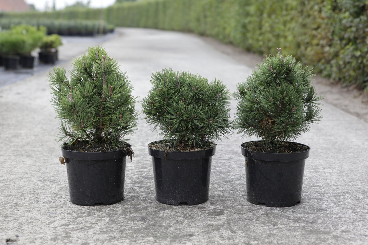 Pinus mugo 'Mops'