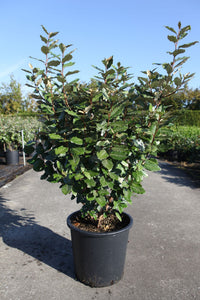 Elaeagnus ebbingei 'Compacta'