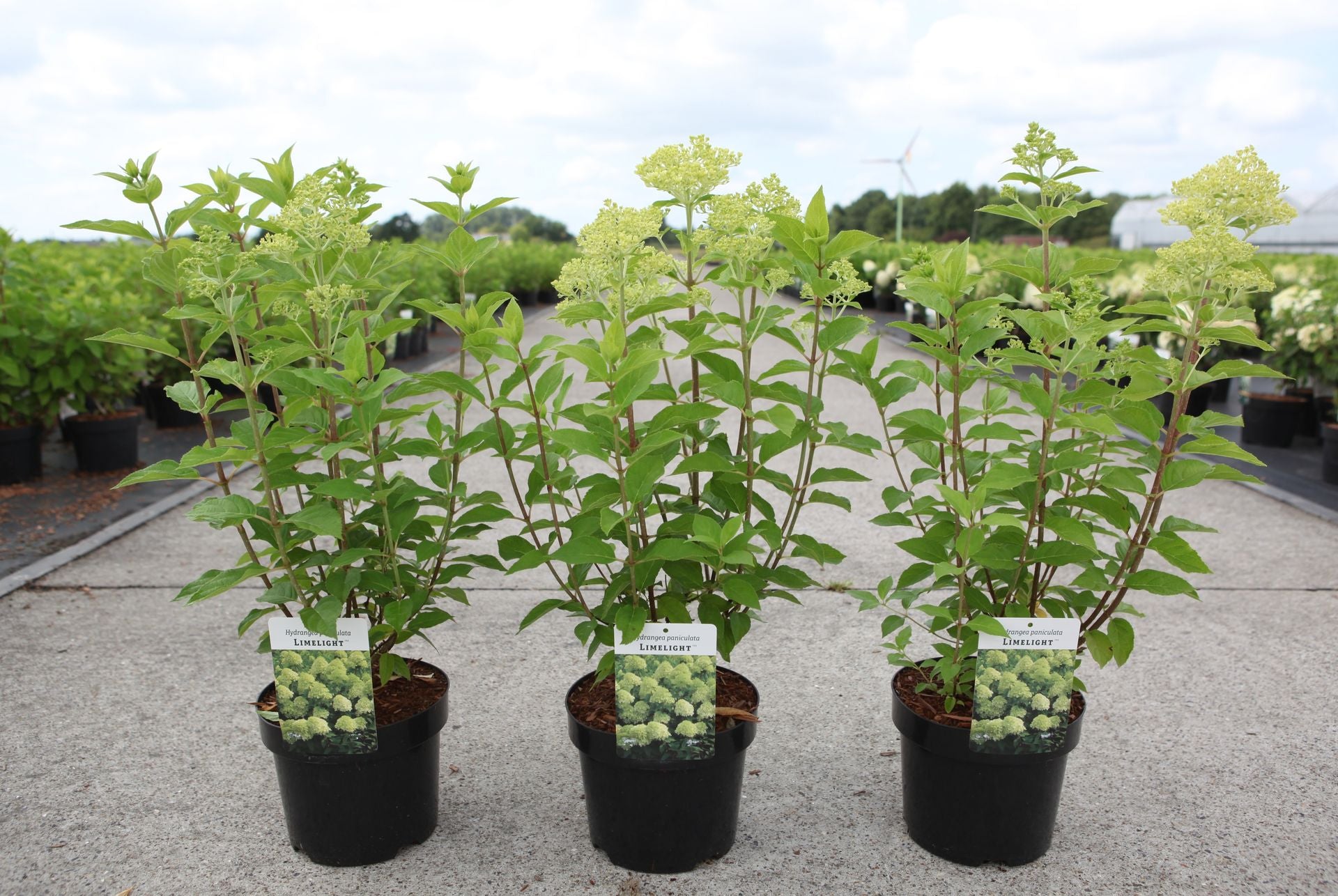 Hydrangea paniculata ‘Limelight’ (PBR) potted plants with fresh lime green flower heads, hardy flowering shrub for garden borders