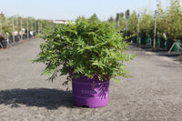 Sorbaria sorbifolia First Editions© MATCHA BALL (PBR)
