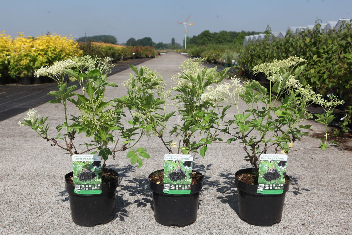 Sambucus nigra 'Haschberg'