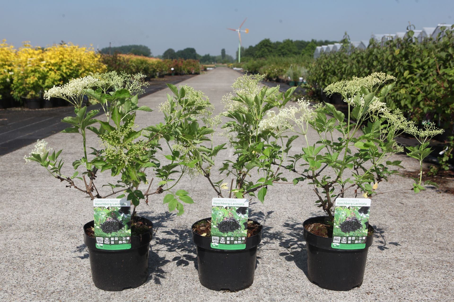 Sambucus nigra 'Haschberg'