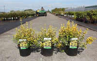 Euonymus fortunei 'Emerald 'n' Gold'