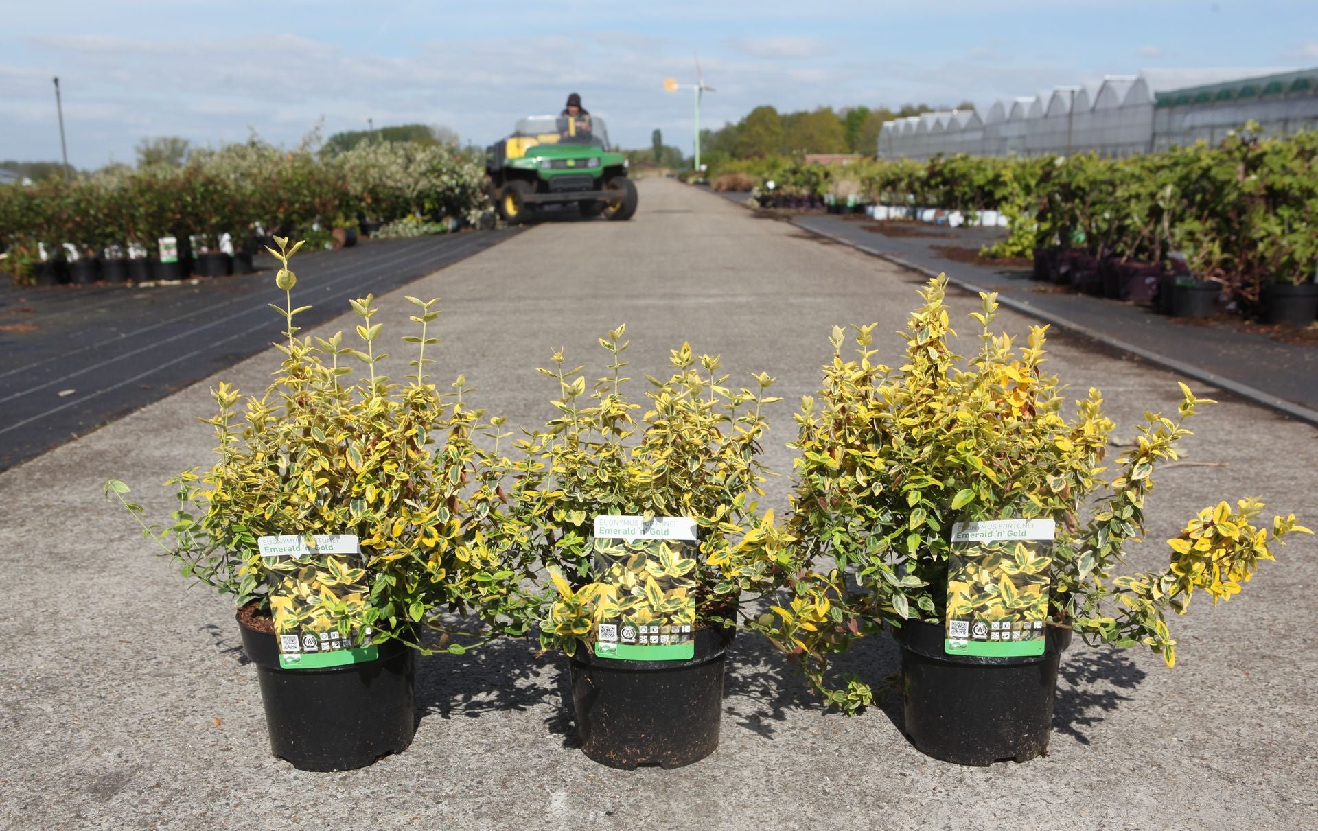 Euonymus fortunei 'Emerald 'n' Gold'