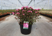 Azalea japonica 'Mad. van Hecke'