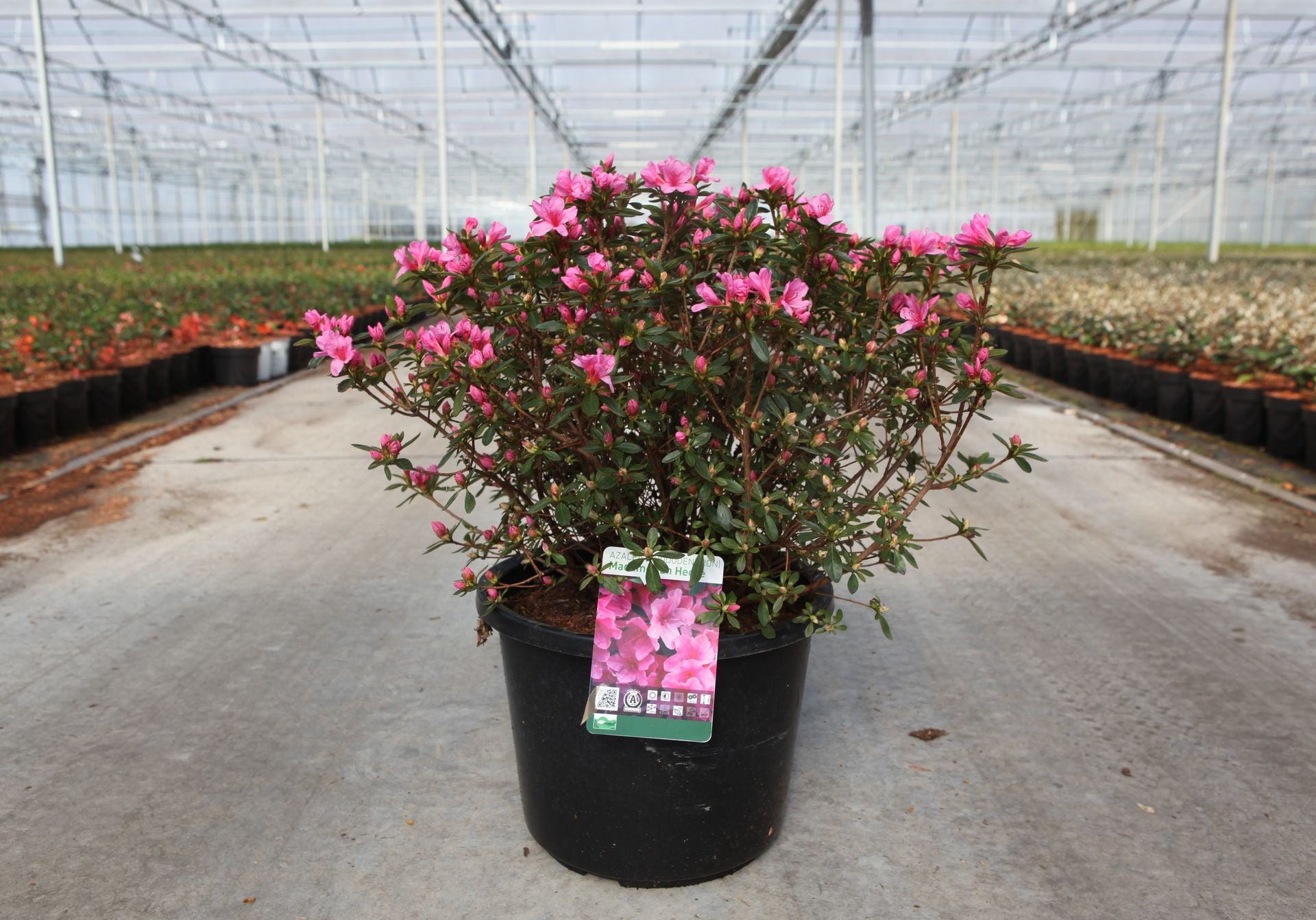 Azalea japonica 'Mad. van Hecke'