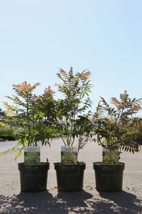 Sorbaria sorbifolia PINK HOPI (PBR)