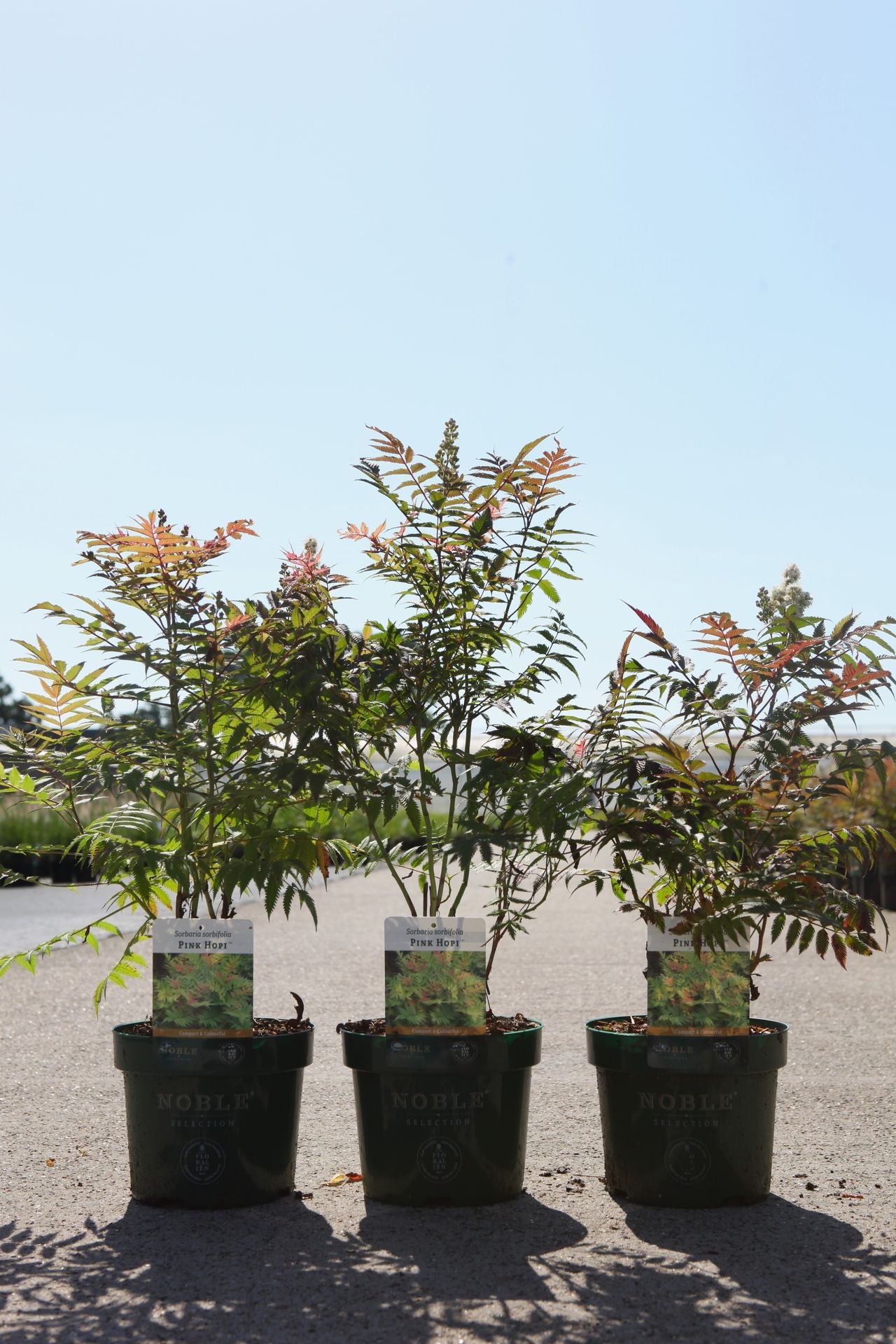 Sorbaria sorbifolia PINK HOPI (PBR)