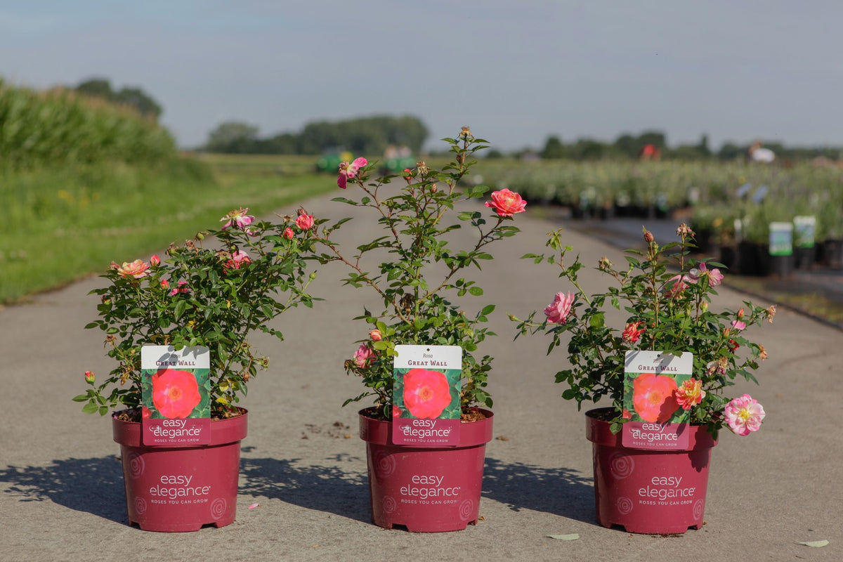 Rosa 'Great Wall' Easy Elegance©
