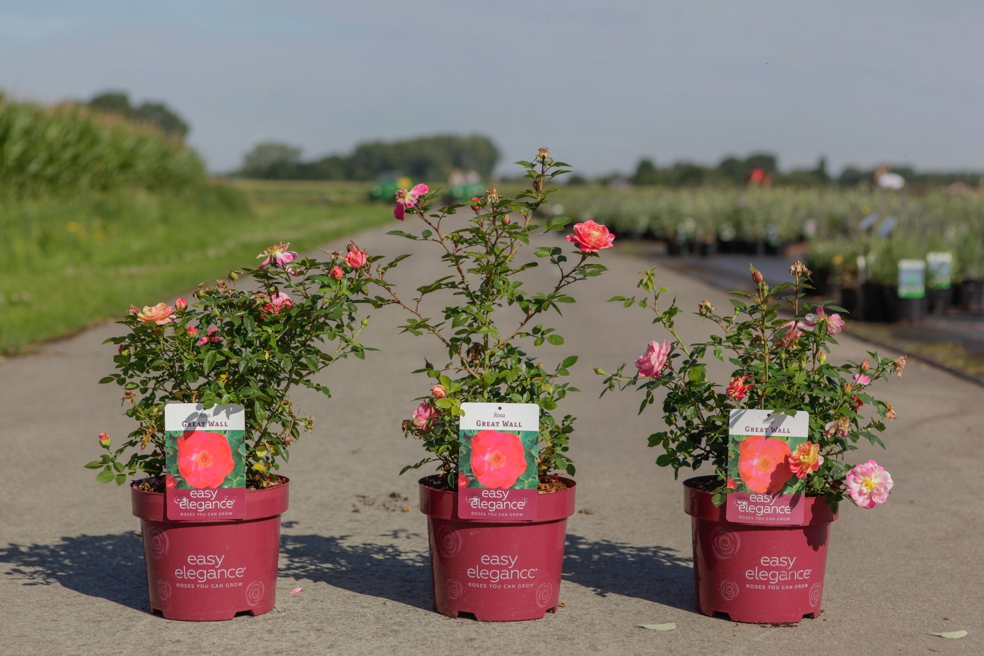 Rosa 'Great Wall' Easy Elegance©