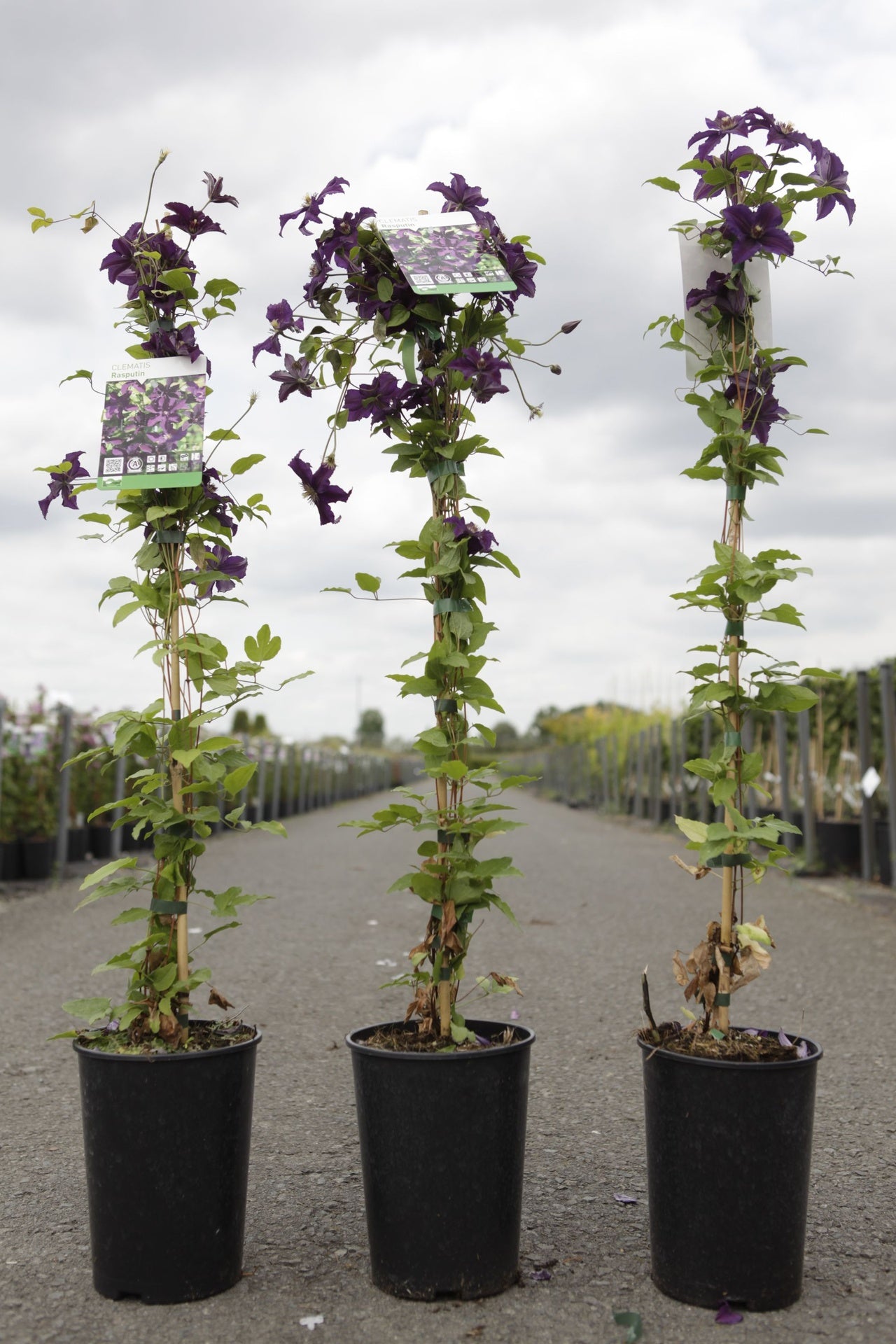Clematis 'Rasputin'