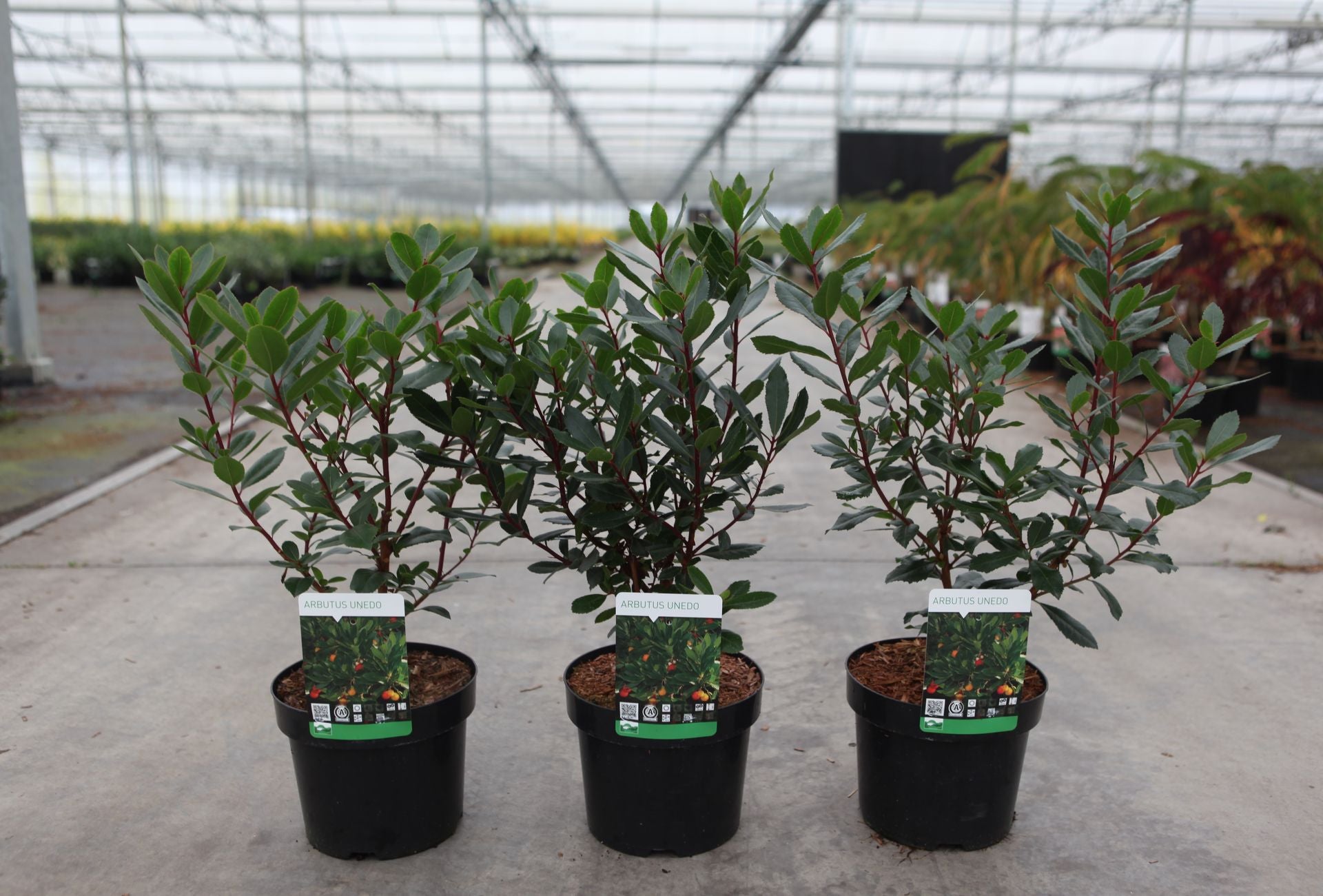 Arbutus unedo