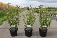 Ceanothus × delileanus 'Henri Desfossé'