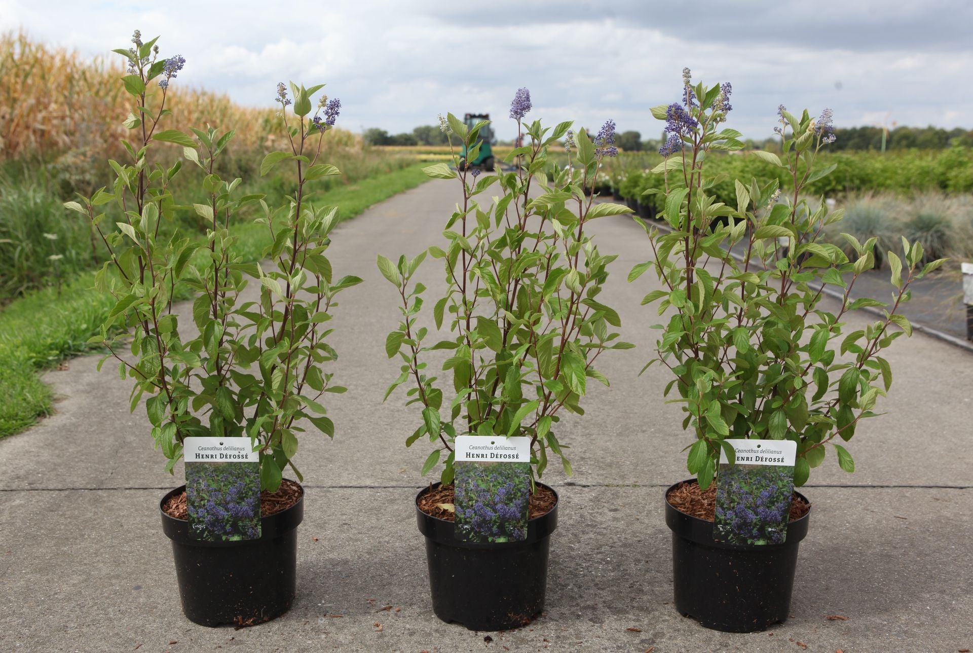 Ceanothus × delileanus 'Henri Desfossé'