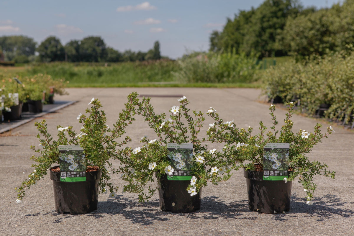 Potentilla fruticosa 'White Lady' (PBR)