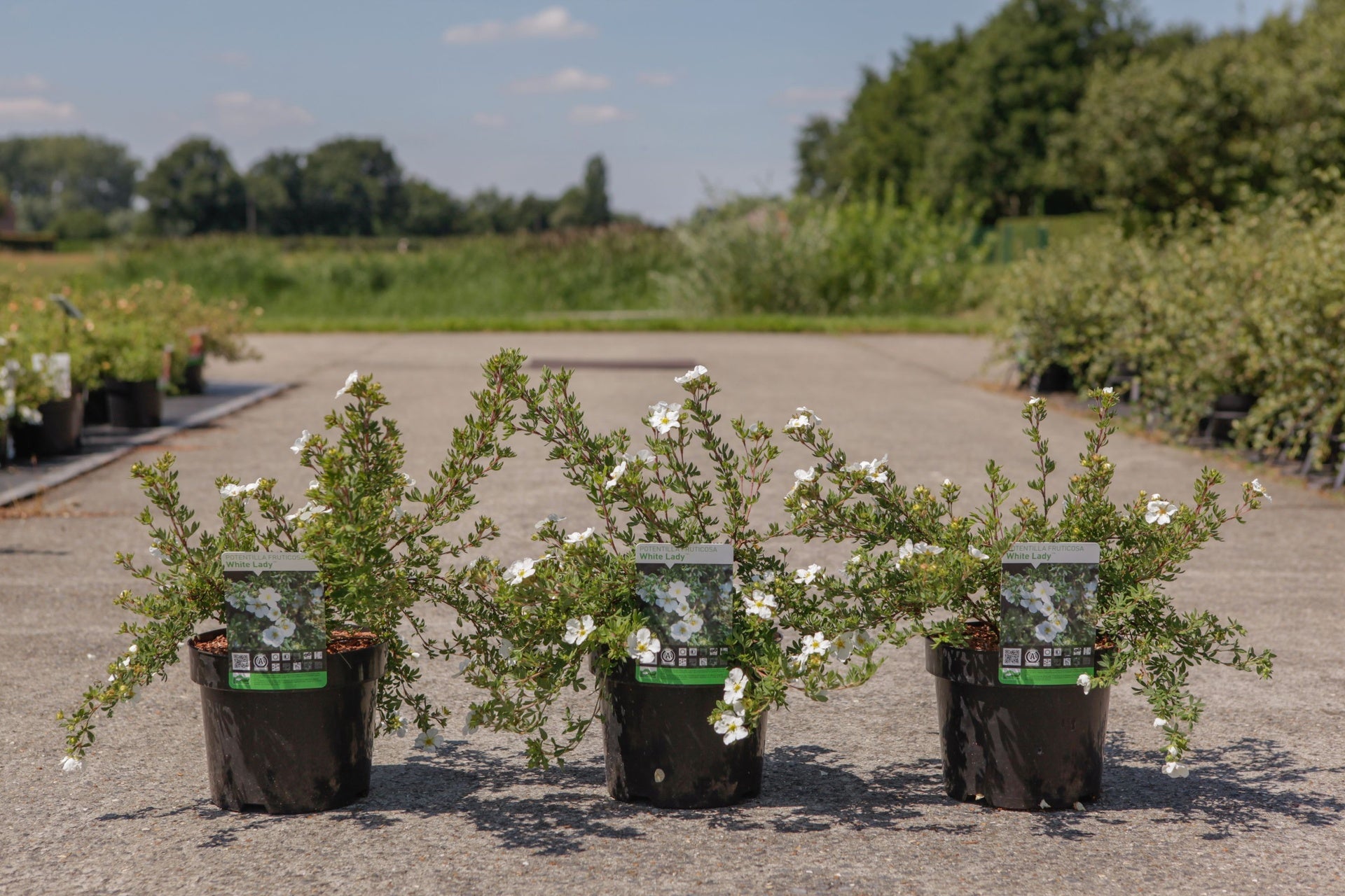 Potentilla fruticosa 'White Lady' (PBR)