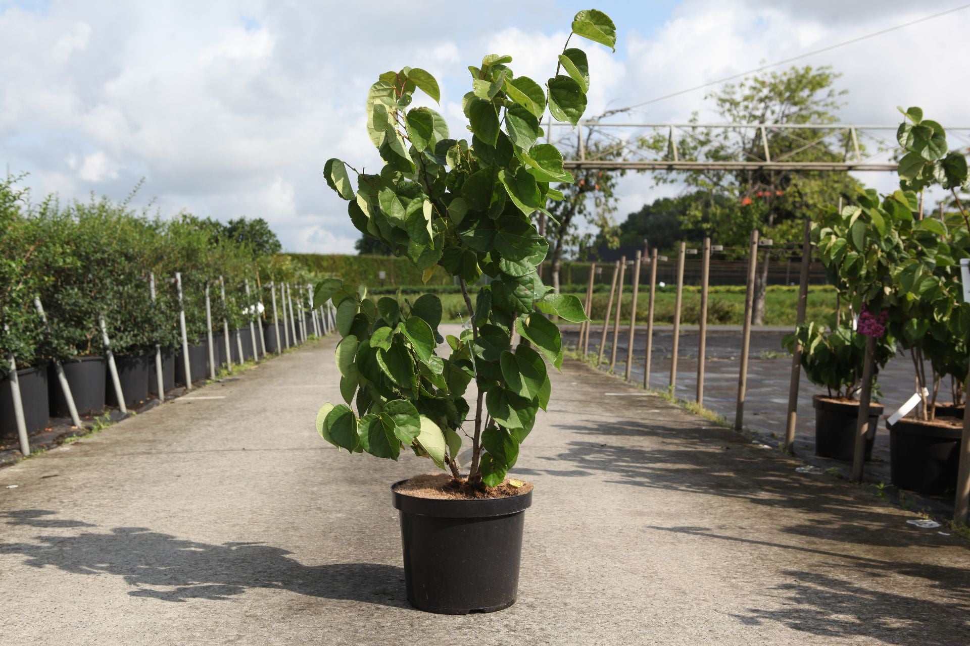 Cercis chinensis 'Avondale'