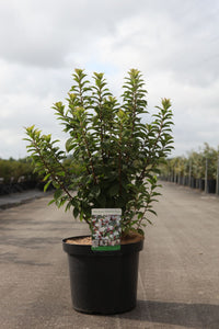 Prunus tomentosa