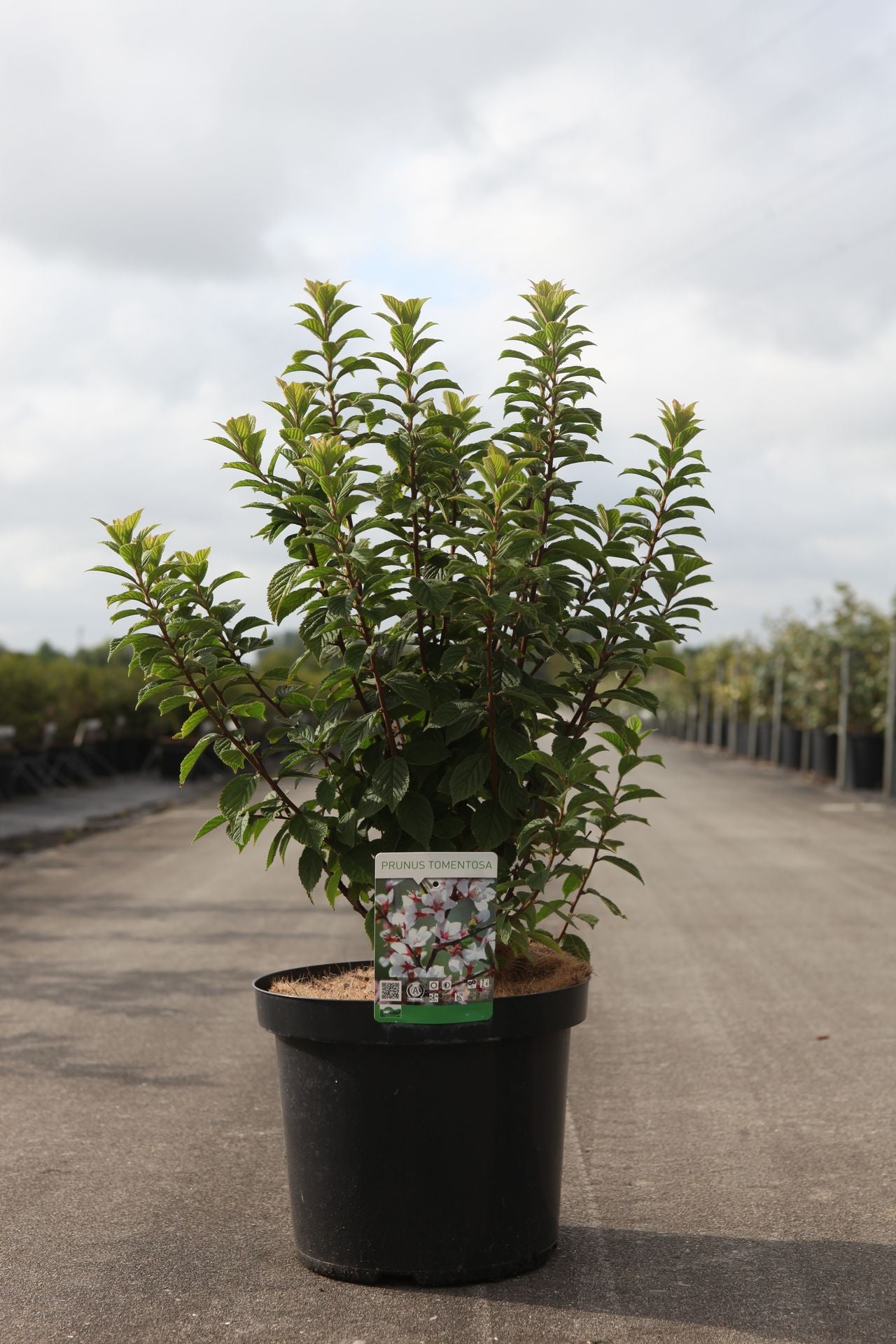 Prunus tomentosa