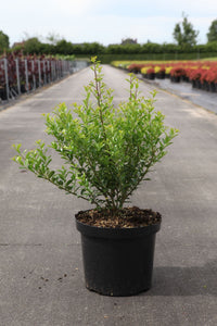 Ilex maximowicziana 'Kanehirae'
