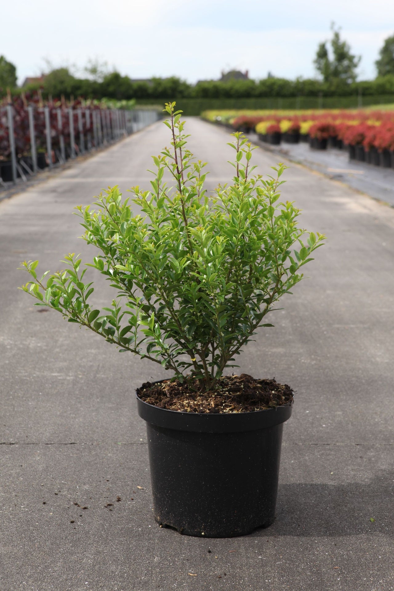 Ilex maximowicziana 'Kanehirae'