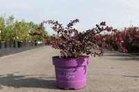 Berberis thunbergii First Editions© 'Toscana'