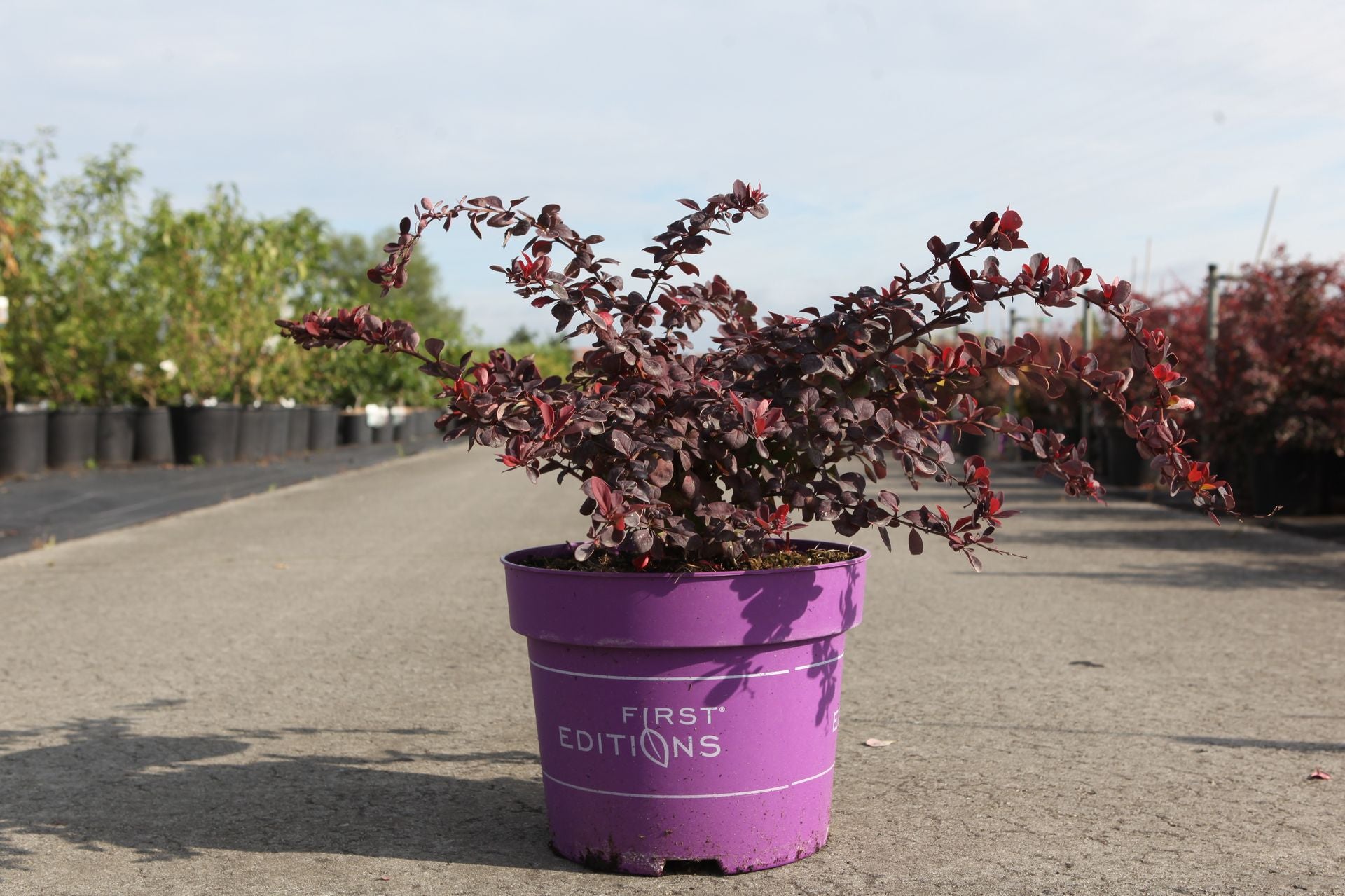 Berberis thunbergii First Editions© 'Toscana'