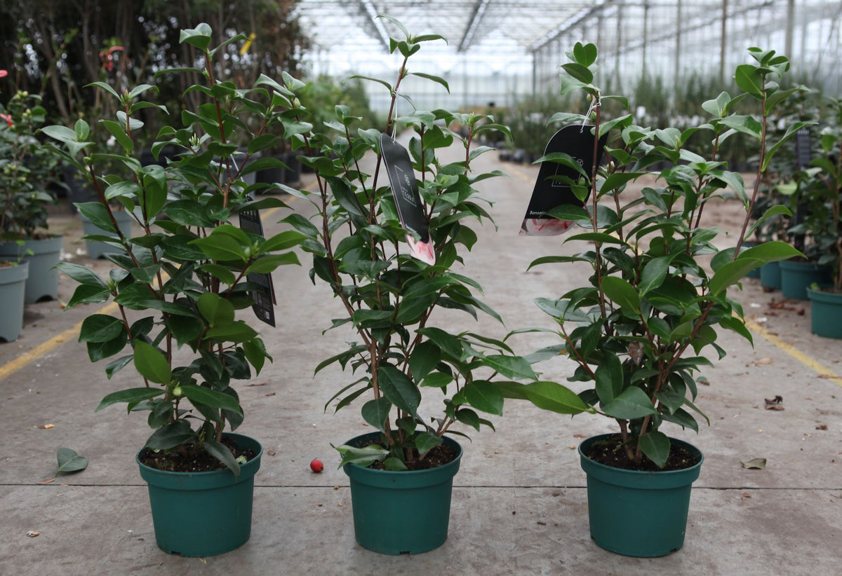 Camellia japonica 'Bonomiana (Bicolor)'