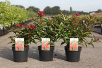 Weigela NAIN ROUGE©