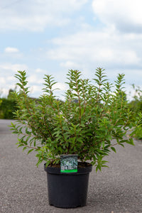 Deutzia gracilis