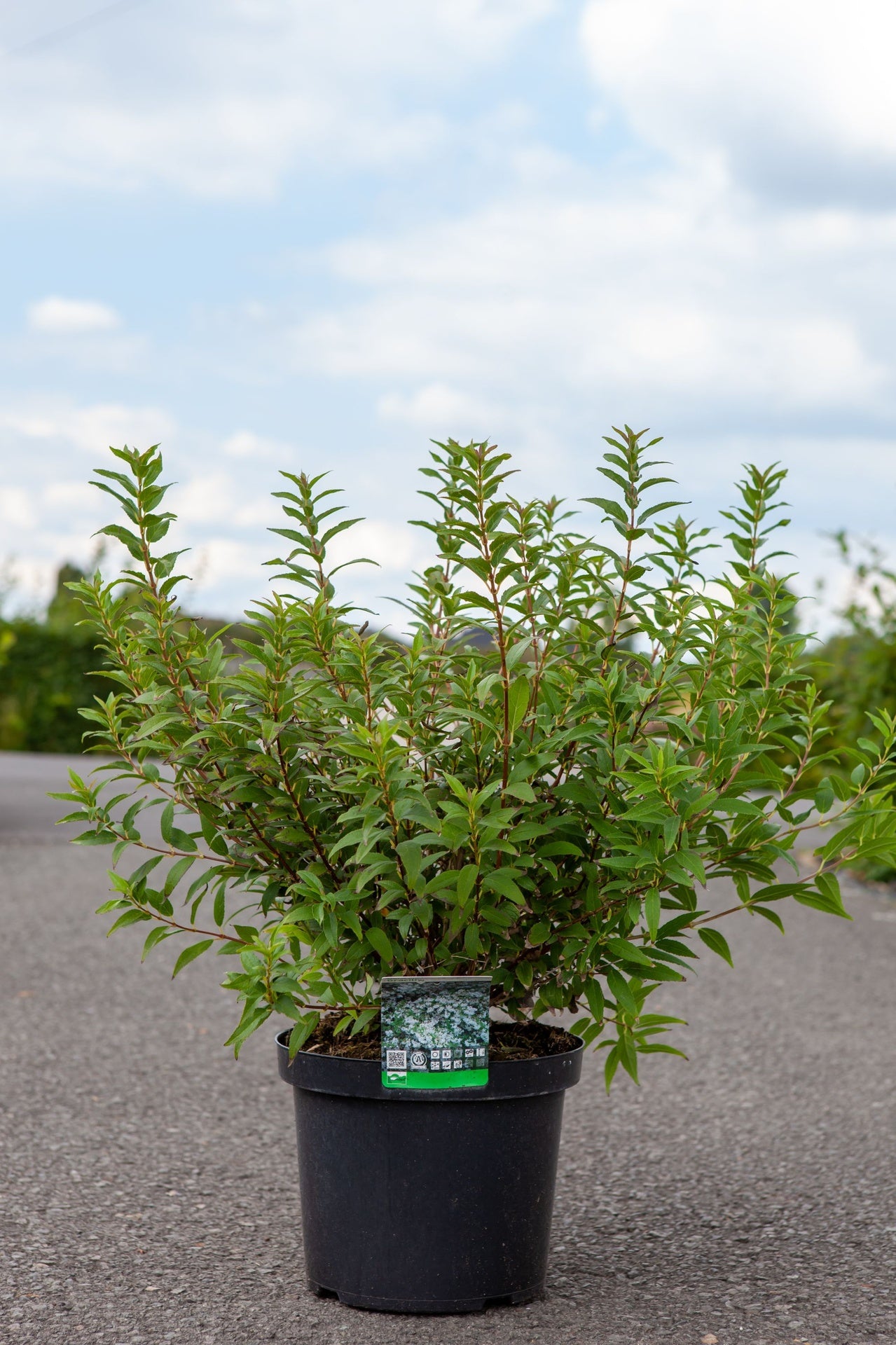 Deutzia gracilis