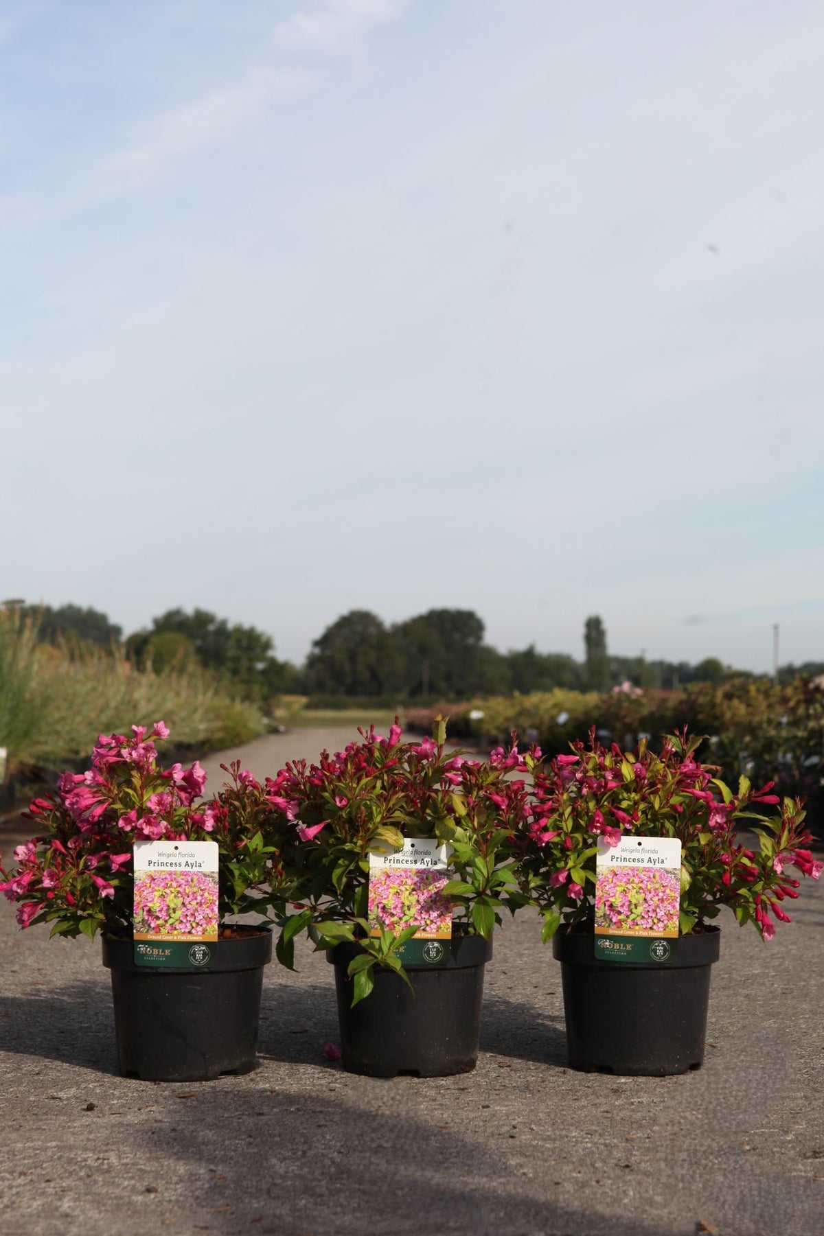 Weigela 'Princess Ayla©'
