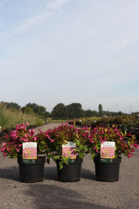 Weigela 'Princess Ayla©'