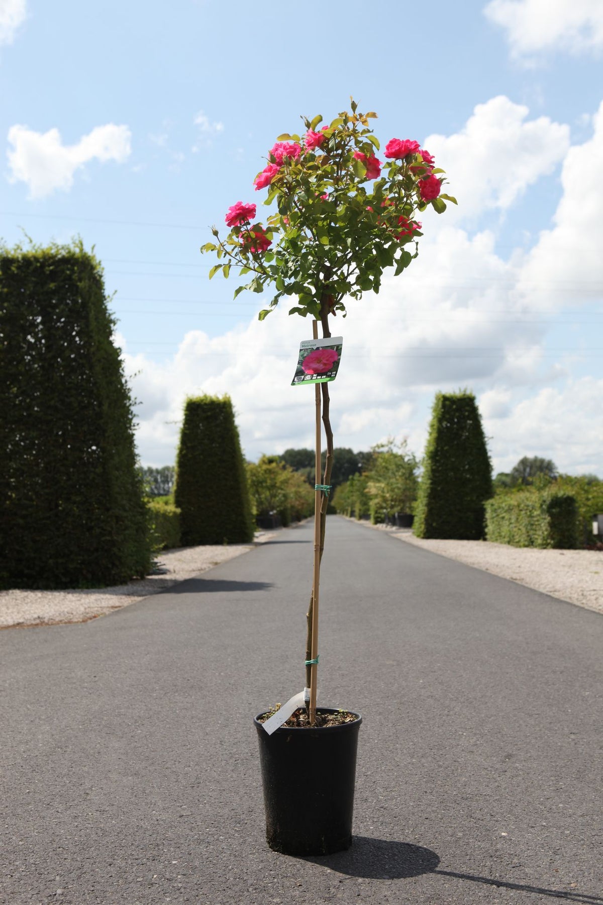 Rosa 'Melrose'