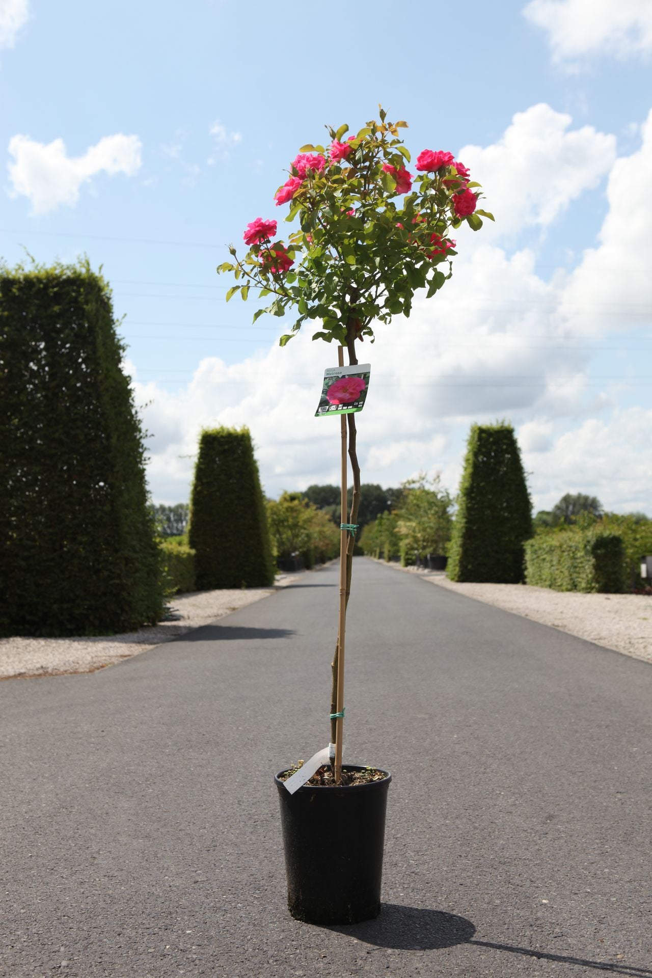 Rosa 'Melrose'