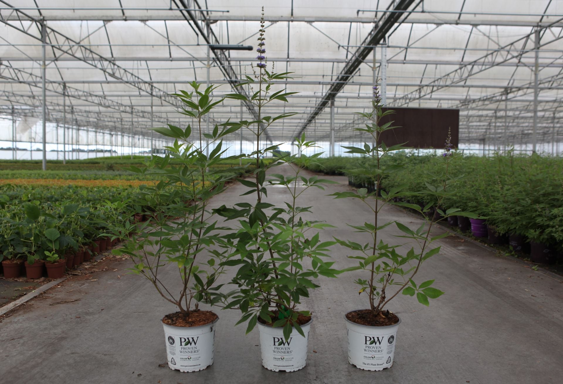 Vitex agnus-castus Proven Winners© BLUE DIDDLEY (PBR)
