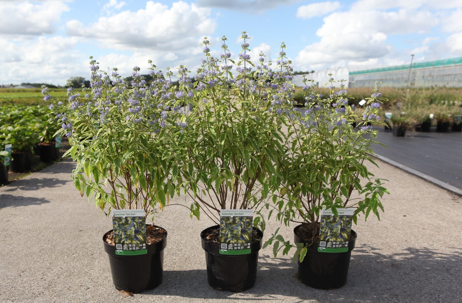 Caryopteris clandonensis 'Summer Sorbet' (PBR)