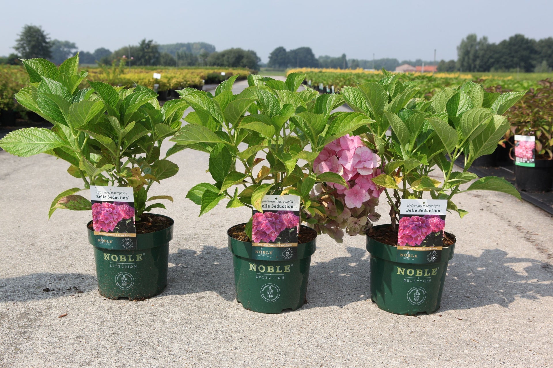 Hydrangea macrophylla ‘Belle Seduction’ pink mophead hydrangea in pots with early blooms and fresh green foliage