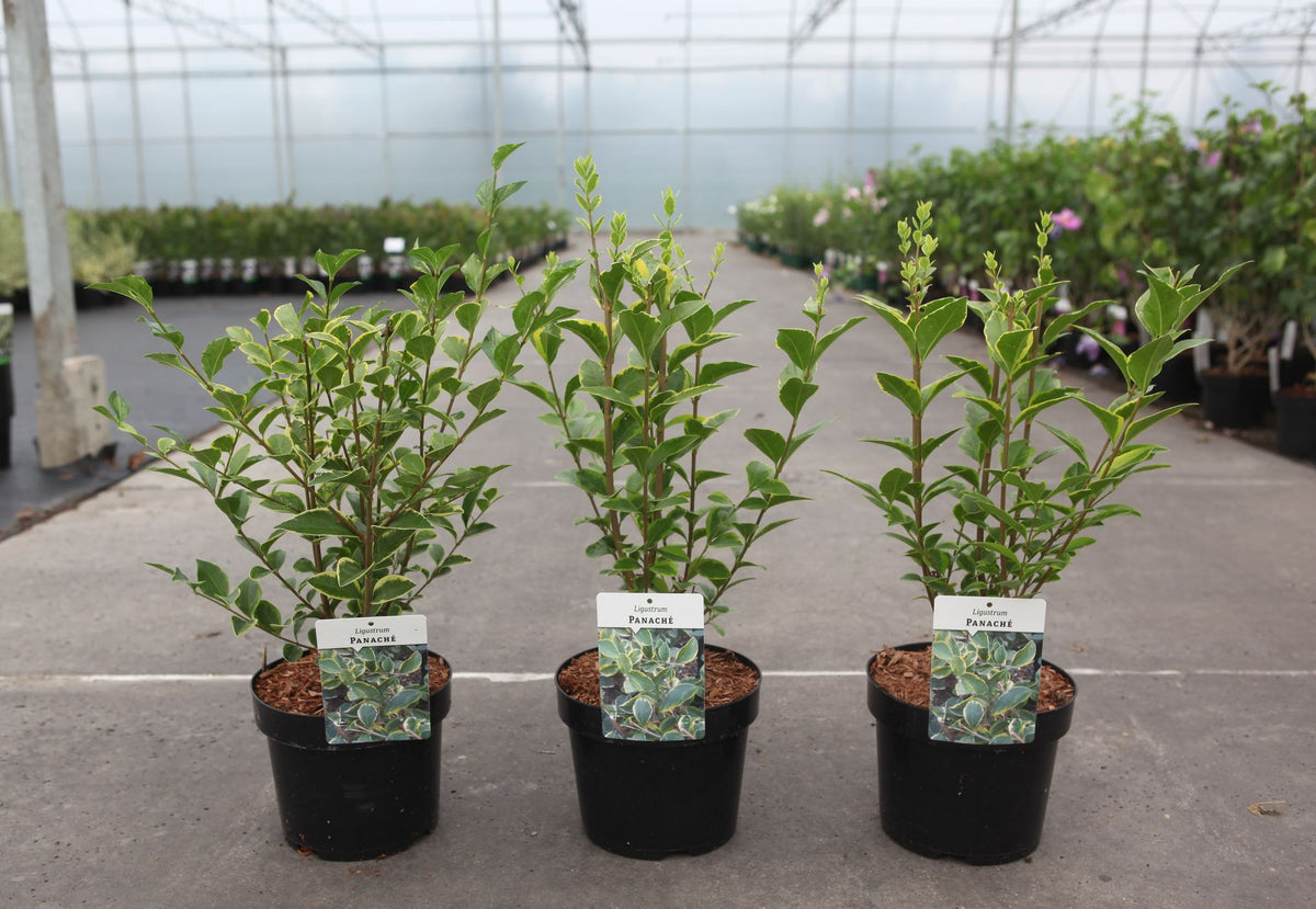 Ligustrum 'Panache'